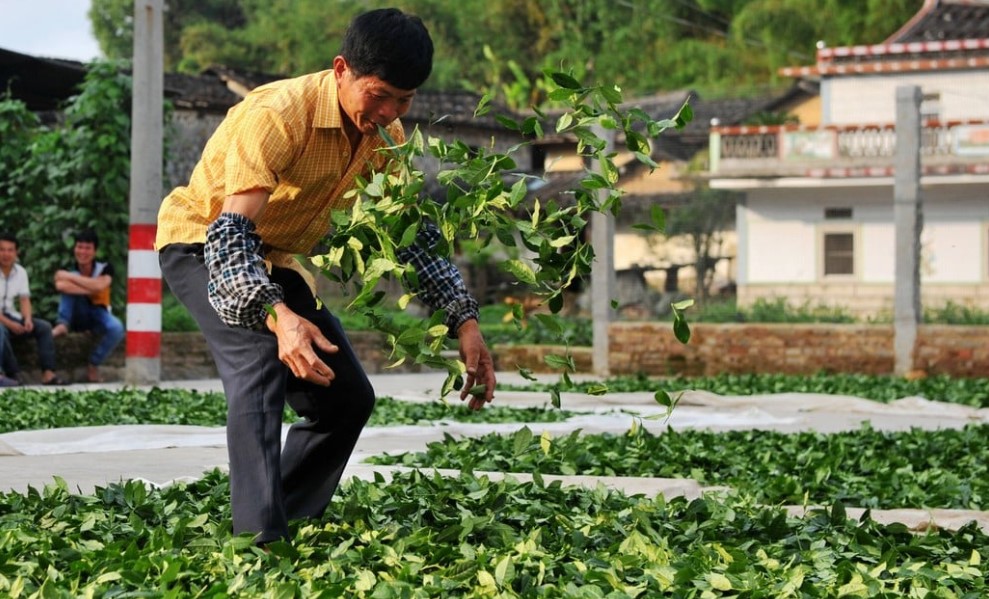 【跟我走】為著茶香入茶鄉：尋訪安溪鐵觀音