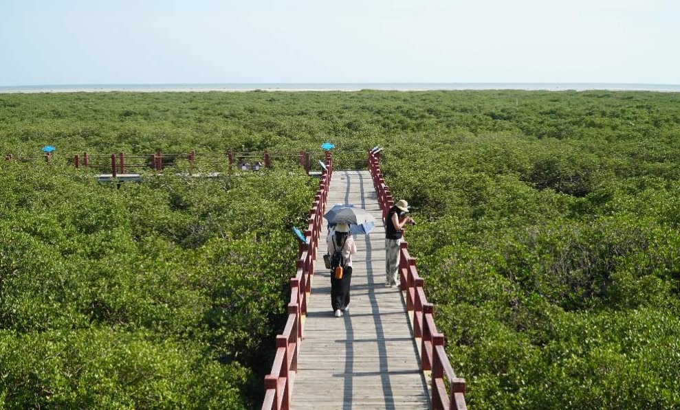 見樹又見林──金海灣紅樹林裏孵孕出盎然生態系