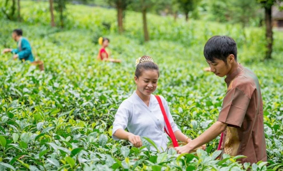 【旅讀早安】中國「茶」入非遺！傳承茶工藝之美