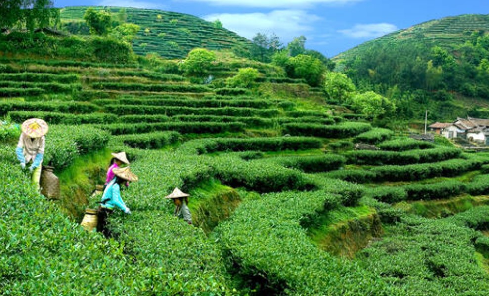 【旅讀早安】農業文化遺產出爐　游牧、梯田、茶栽種皆上榜