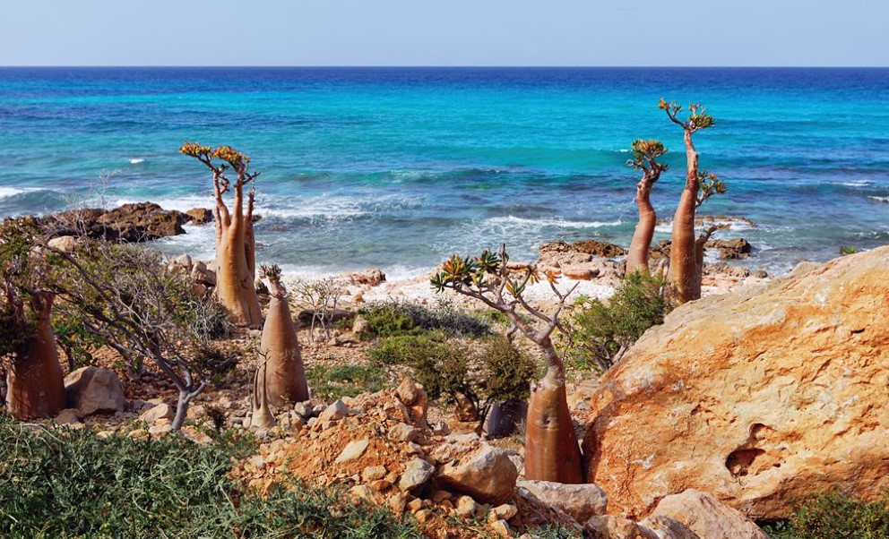 【精彩封面故事】葉門‧ 索科特拉群島Socotra Islands｜地球上的外星海島