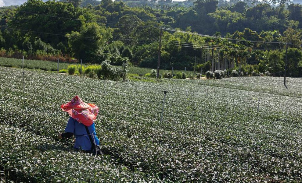 【發現心台灣】佐一壺時光與歷史的：茗香大溪