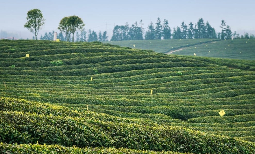 【精彩封面故事】是藥，是財，是驕傲：萬里茶香源起處〈磚茶生產地─鄂南茶區〉