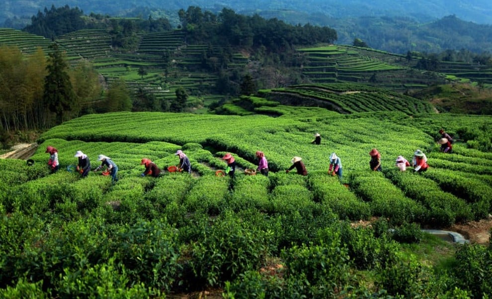 【精彩封面故事】是藥，是財，是驕傲：萬里茶香源起處〈名茶發源地─武夷茶區〉