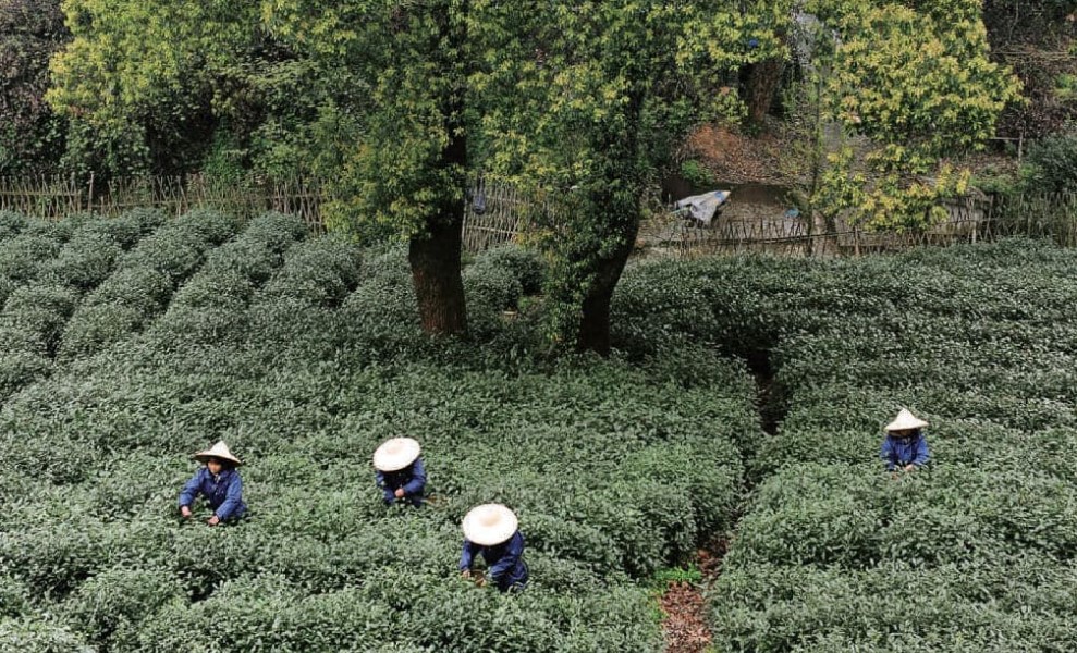 【金魚滿唐】點茶、泡茶、煮茶？和唐朝人一起喝杯茶