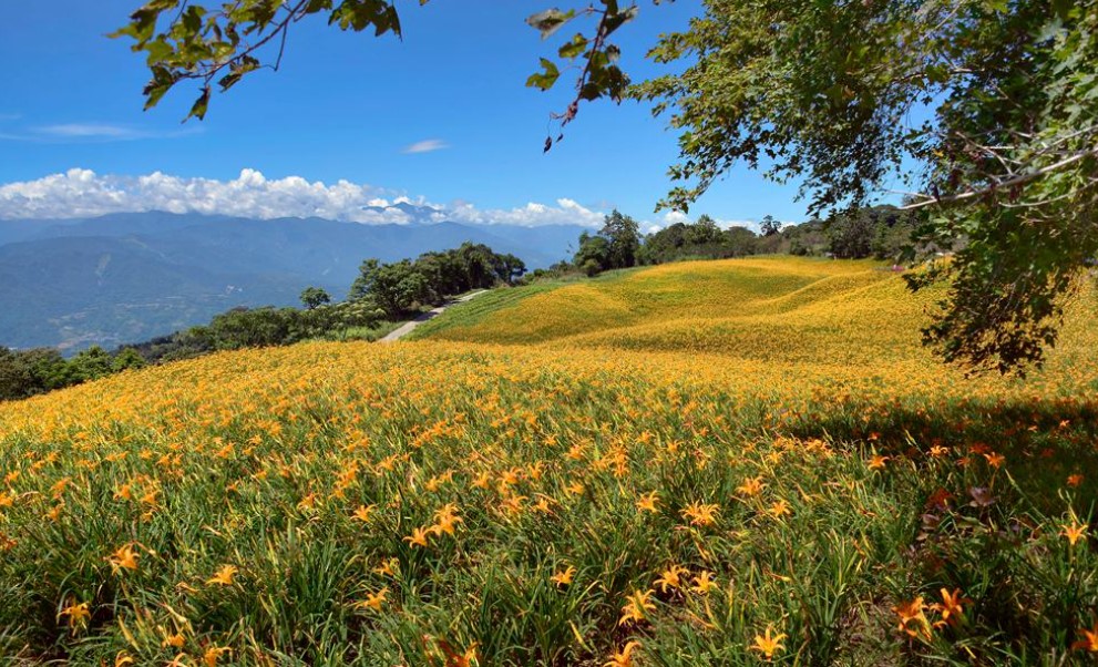 【馬路消息】徜徉金色花海、啜飲香濃鮮奶，讓後山美景療癒你的身心靈