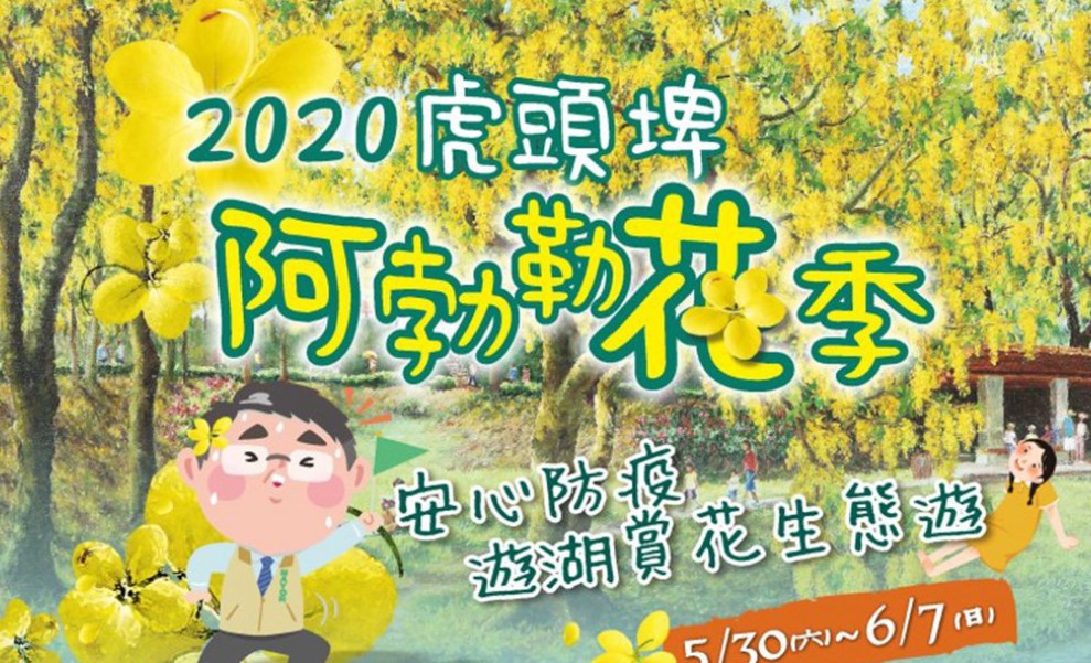 【旅讀早安】2020虎頭埤阿勃勒花季——–夏日撒落的黃金雨