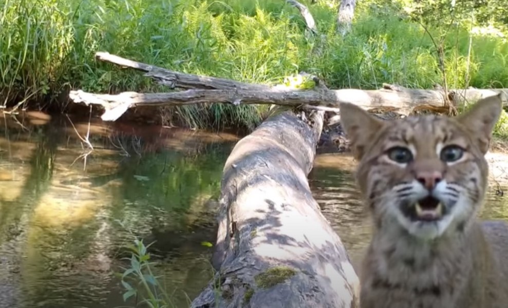 【旅讀早安】從隱藏攝影機的視角，看野外動物怎麼過獨木橋