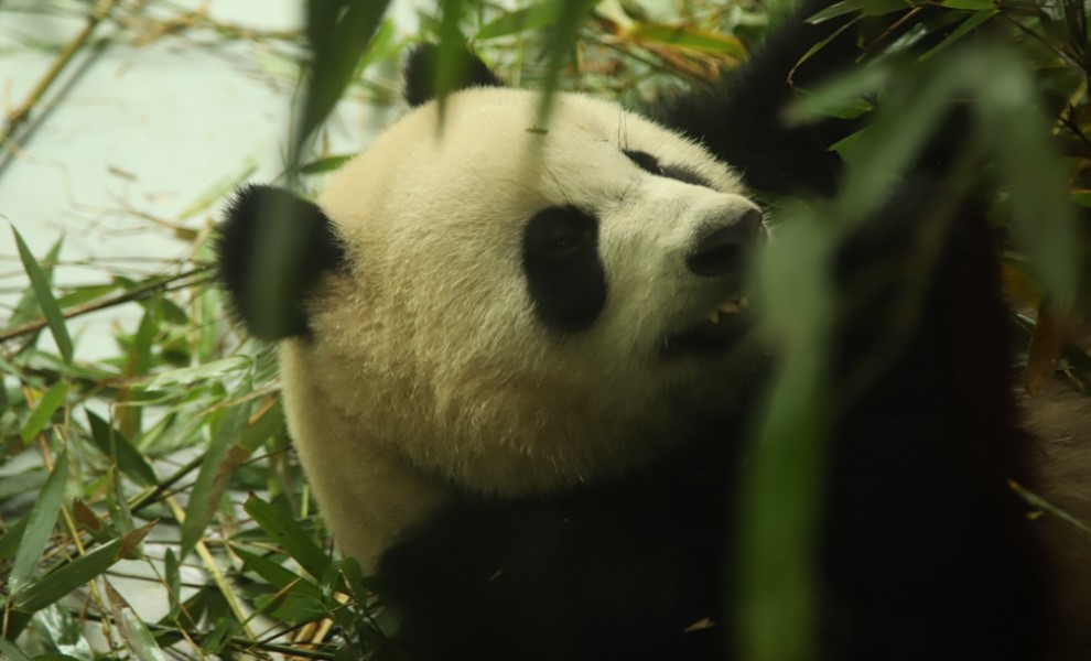 【旅讀早安】探訪竹林裡的嬌客：成都大熊貓繁育研究基地　