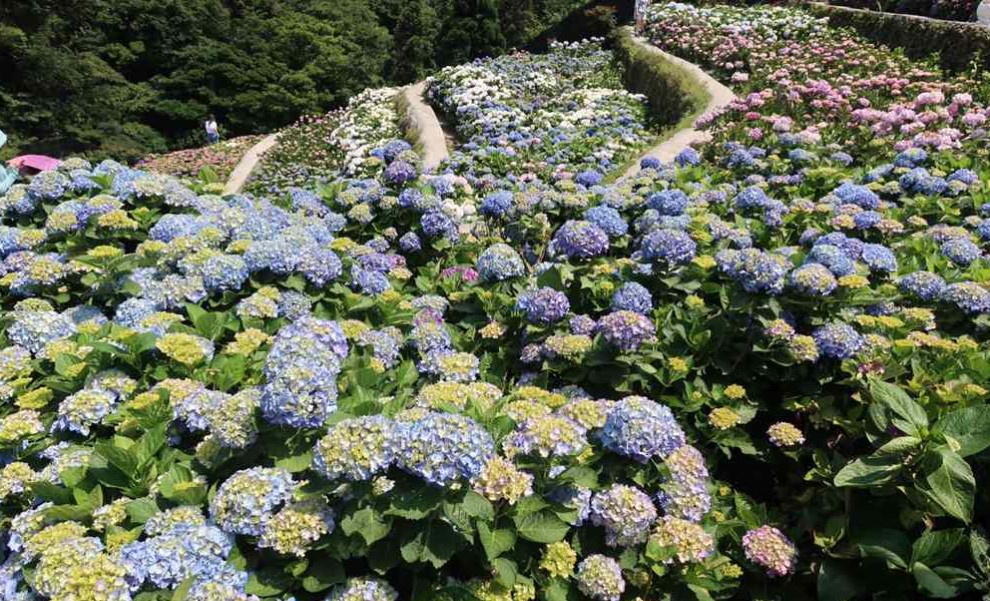 【旅讀早安】浪漫來襲，最夢幻的繡球花海等你來！