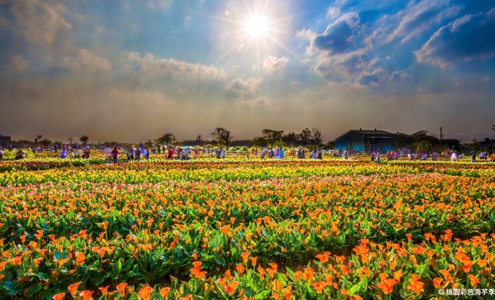 【旅讀早安】2019 桃園彩色海芋季：邀你芋見繽紛春光