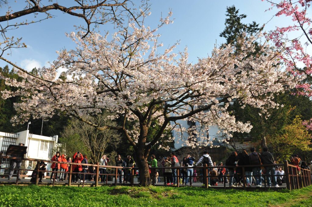 阿里山花季夢幻登場！31種櫻花綻放，高山秘境賞花攻略一次看