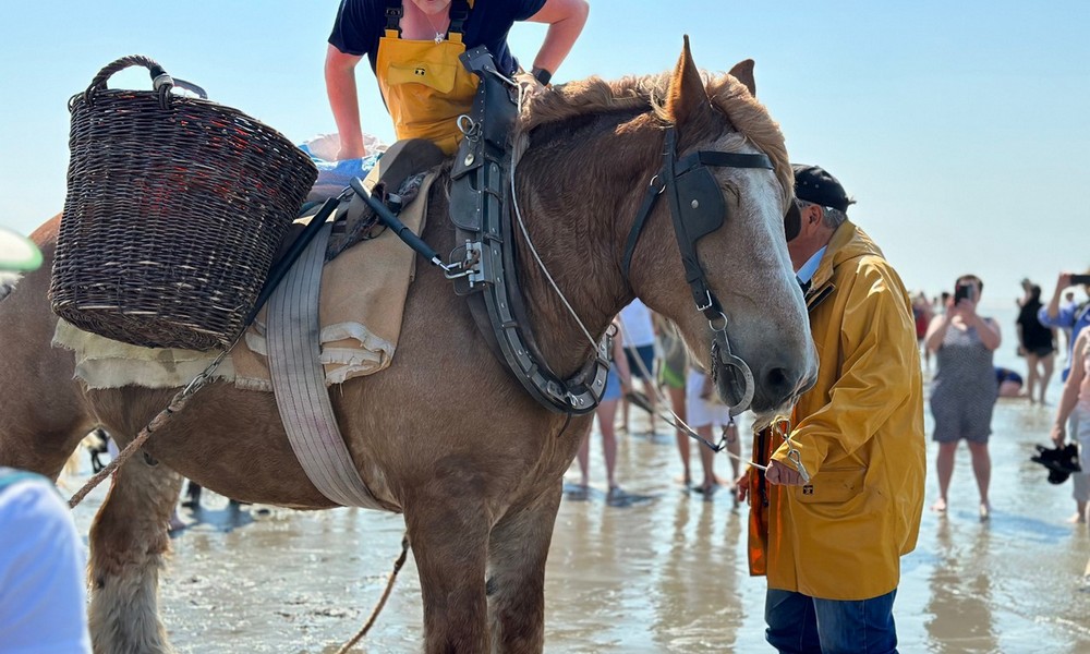 馬背上的漁夫,全球僅存17人!比利時600年「騎馬捕蝦」絕技即將失傳!
