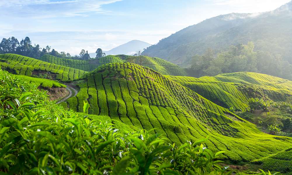 從臺灣到斯里蘭卡,5 杯茶帶你繞地球半圈 ——Booking.com私藏清單