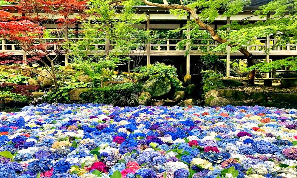 今夏最仙旅行!茨城縣「花與水」的四大夢幻絕景!