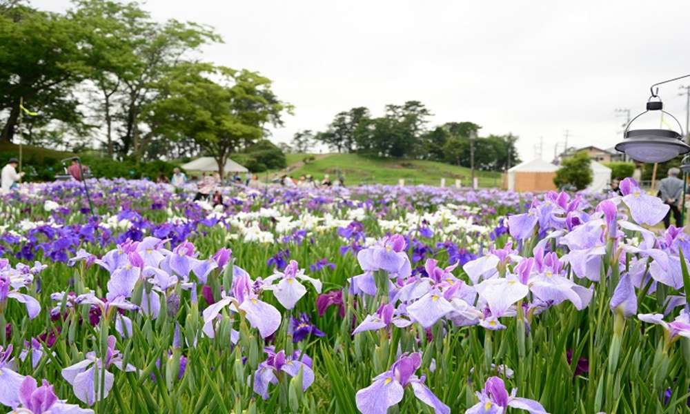 水族館裡看螢火蟲?2025夏季衝日本東北!宮城縣最完整「夏日限定」旅遊攻略,看這篇就夠了!
