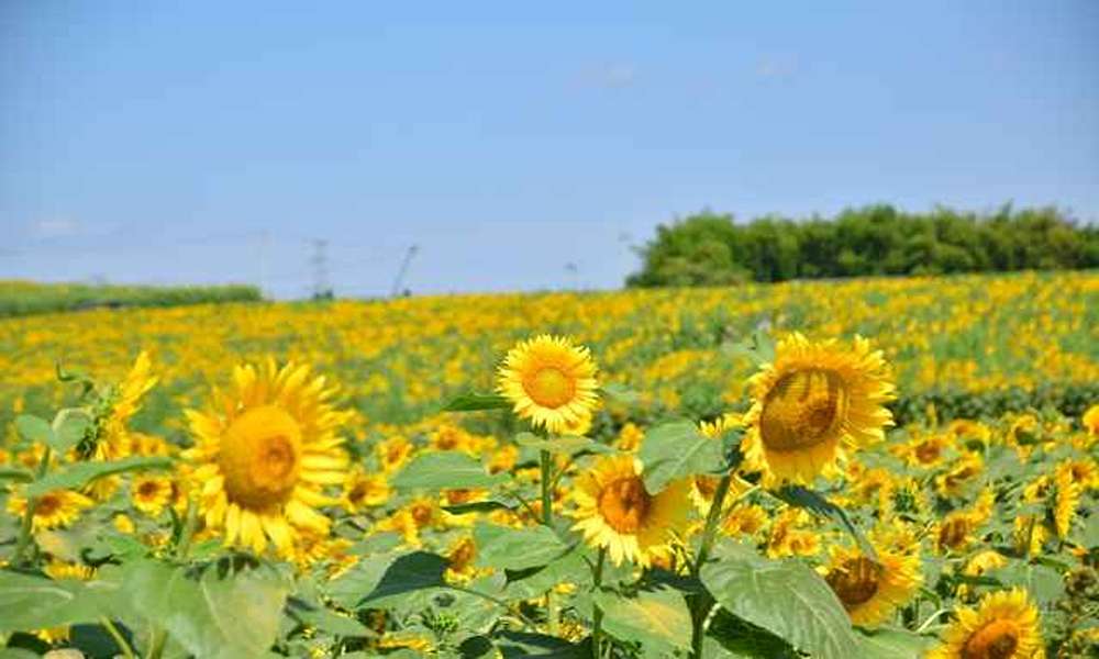 42萬株向日葵花海+百年麻雀舞祭典!一次玩轉宮城兩大夏祭!