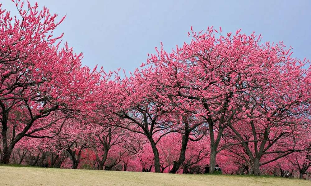三月玩什麼?關東賞花新選擇:古河桃花祭×霞浦湖單車×人氣拉麵一次玩