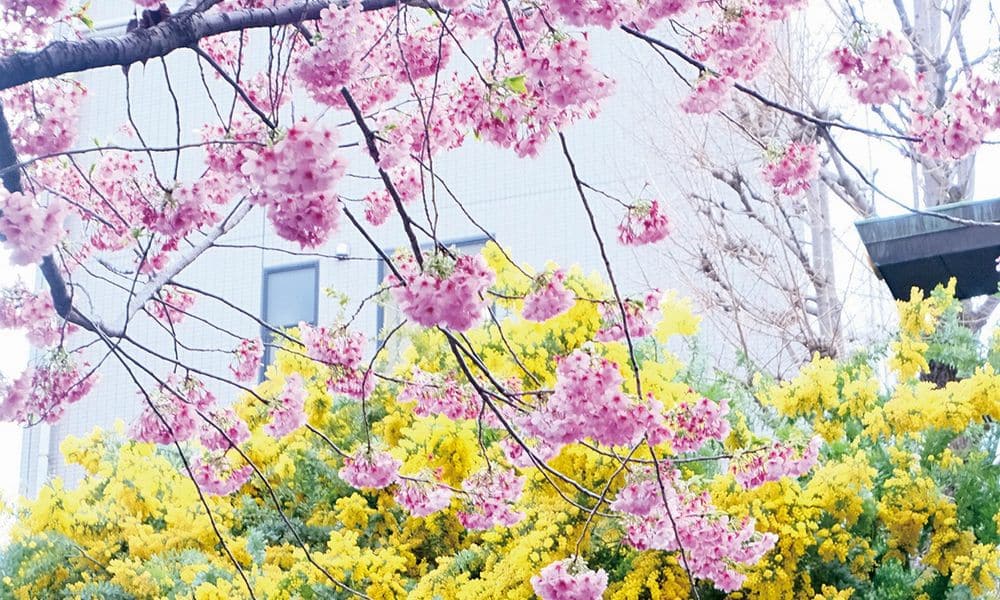 東京藏前散策:走進 300 年歷史「藏前神社」,一睹早春櫻花與金合歡交織的粉彩畫卷