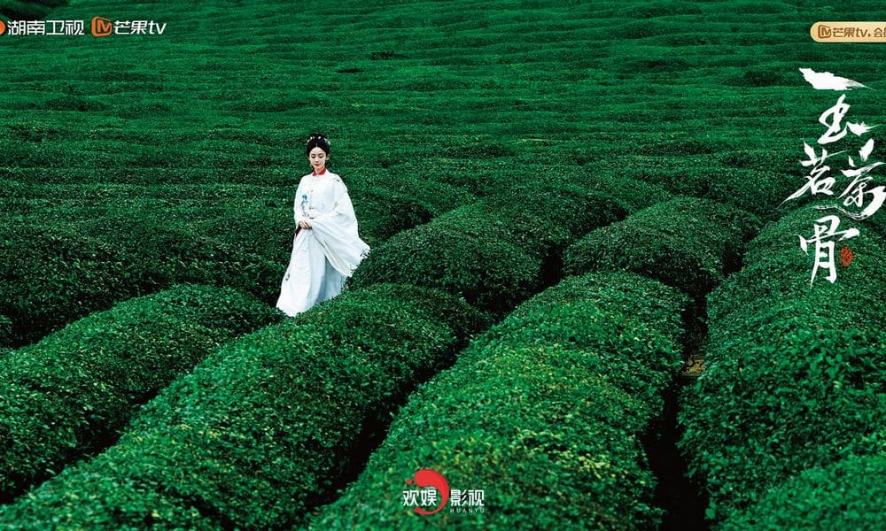 明朝茶商如何做生意?跟著《玉茗茶骨》泡壺明代茶