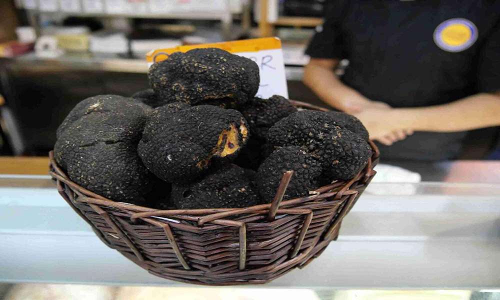 西班牙才是全球最大「黑松露」產國?千人小鎮年產 3.5 萬公斤