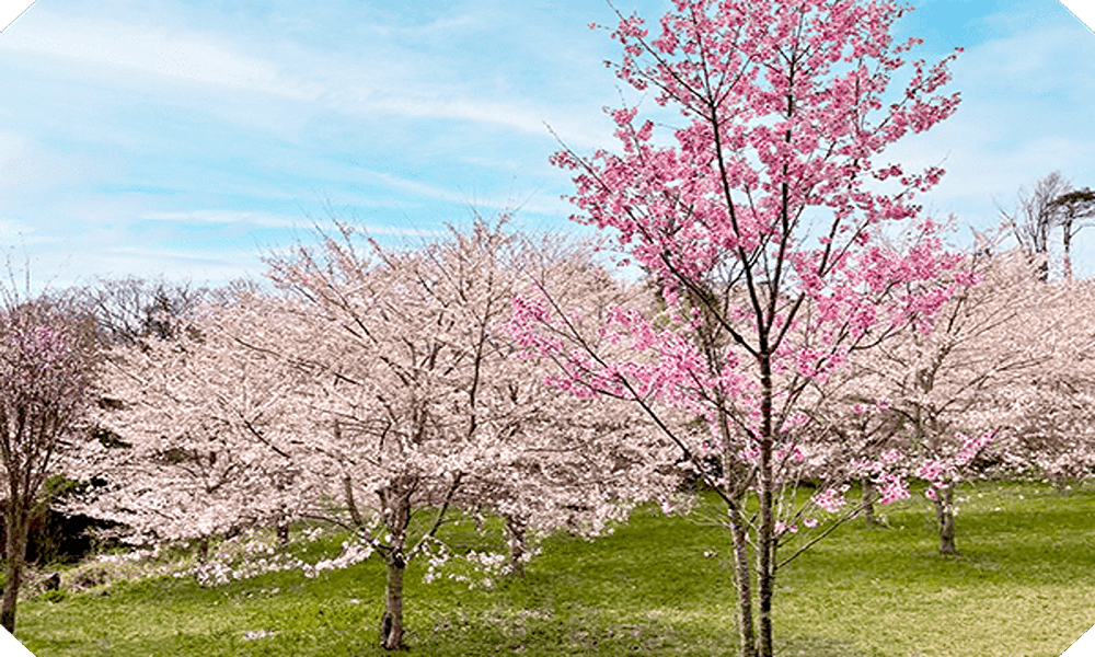 日本大分縣春季限定|走進佐伯港町文化,體驗「彈珠汽水溫泉」與深耕海洋的珍珠養殖工藝