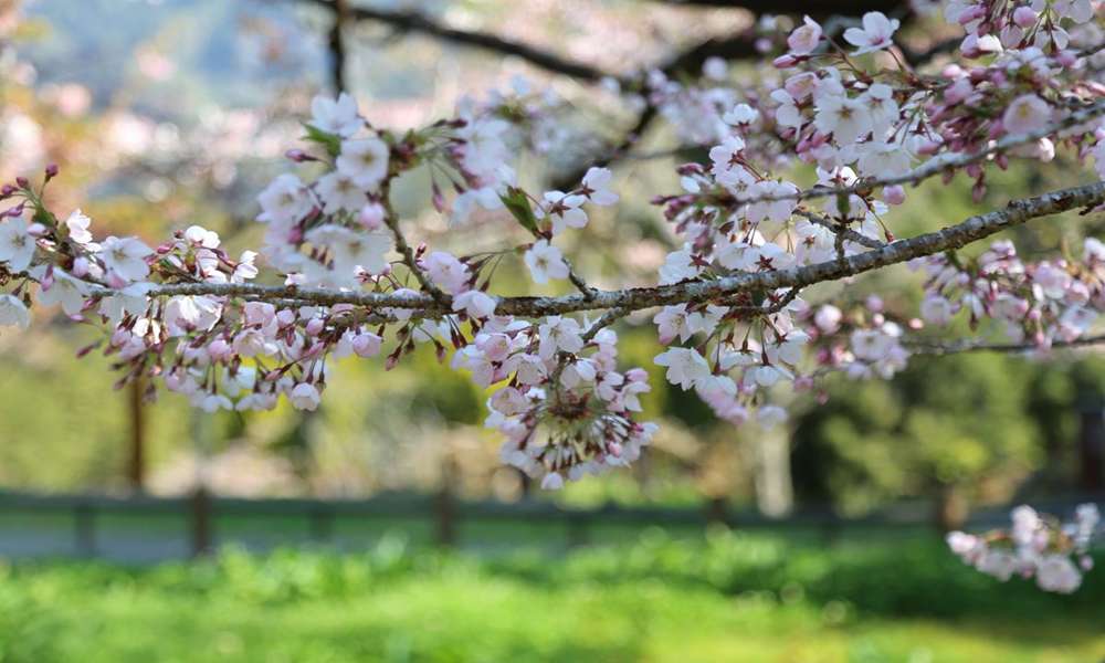 阿里山花季2026最新花況:3月染井吉野、4月普賢象、5月海芋繡球花,這條賞花時間軸值得收藏
