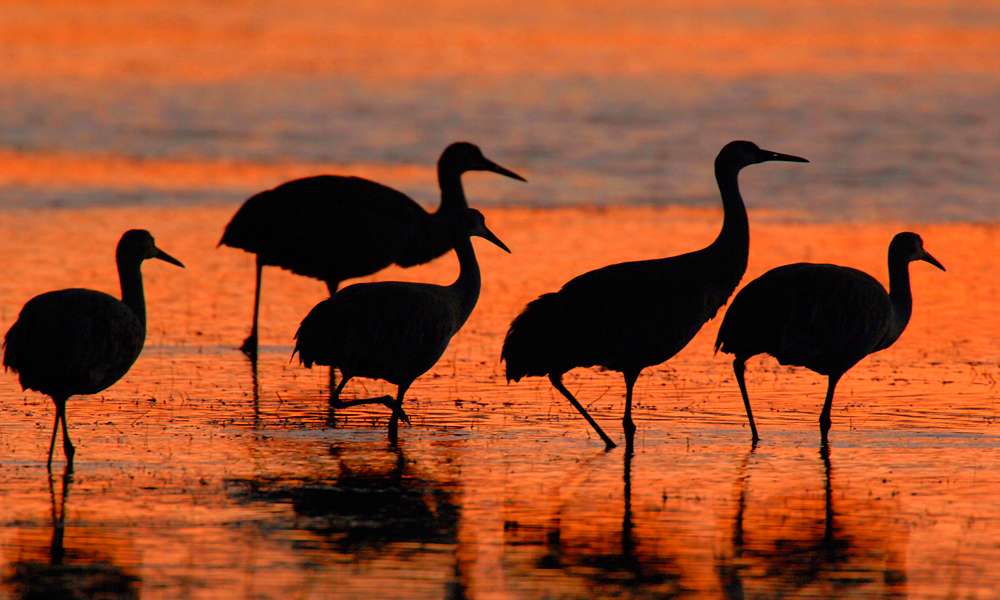 亞利桑那賞鳥生態旅遊|蜂鳥、沙丘鶴與神鷲,候鳥帶路的深度旅行