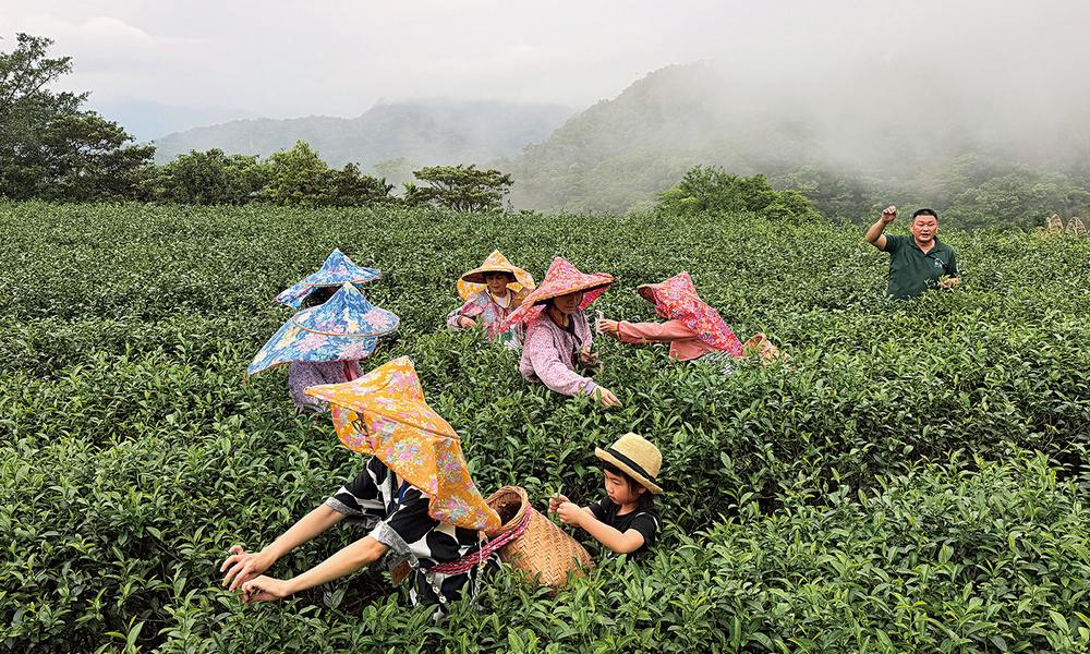 天然茶莊 尋找包種茶故鄉:農遊超市廿四節氣限定團