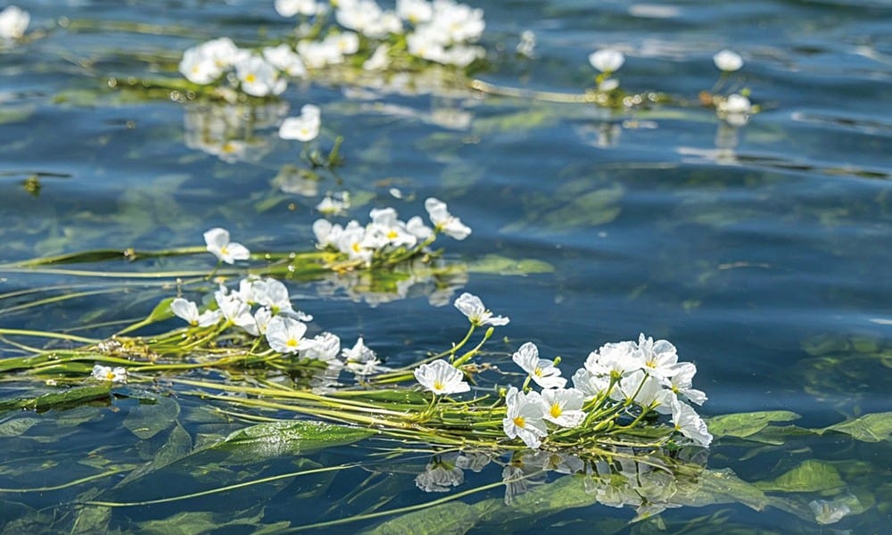6月避暑去瀘沽湖!水性楊花開:初夏限定的水上繁星